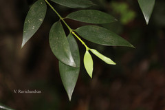 Podocarpus wallichianus